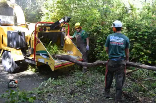 tree services Westwood Lakes